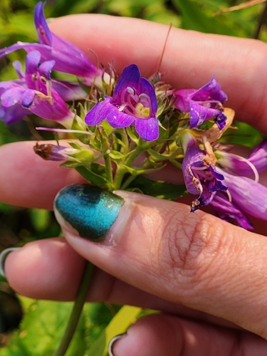 Penstemon serrulatus, photograph 6