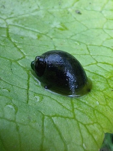 Ampullaceana balthica