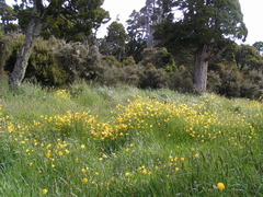 Bulbinella hookeri, photograph (c) Lorraine Cook, some rights reserved (CC BY)