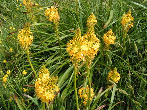 Bulbinella hookeri, photograph 5
