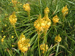 Bulbinella hookeri, photograph (c) Lorraine Cook, some rights reserved (CC BY)