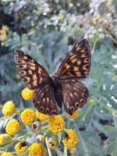 Duke of Burgundy