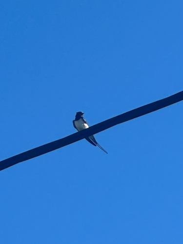 Barn Swallow