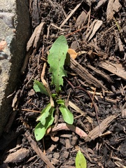 Taraxacum