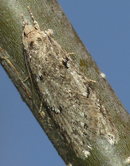 Semioscopis megamicrella
