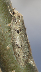 Semioscopis megamicrella