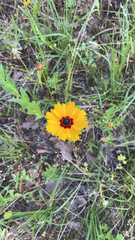 Coreopsis basalis