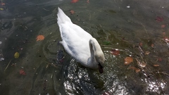 Cygnus olor