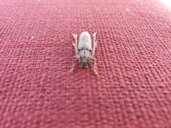 Elaphidion mucronatum