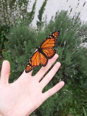 Danaus erippus