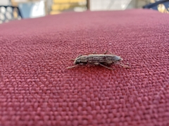 Elaphidion mucronatum