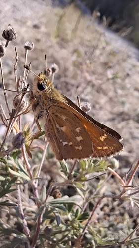 Common Branded Skipper