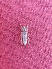 Elaphidion mucronatum