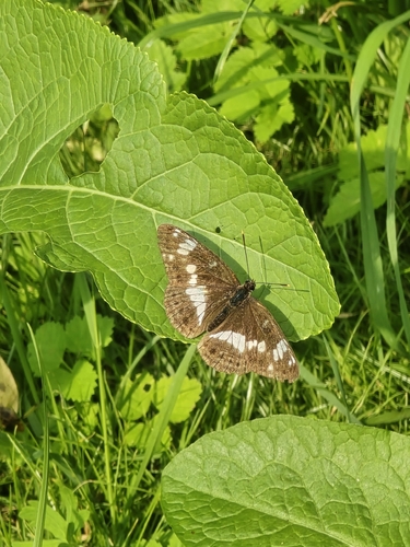 Eurasian White Admiral