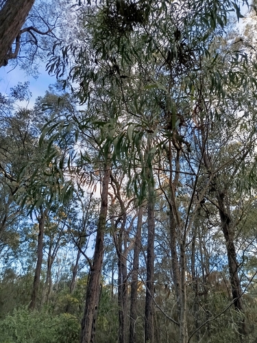 Acacia implexa, photograph 3