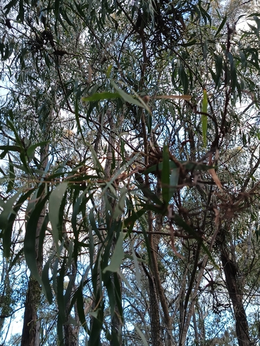 Acacia implexa, photograph 4