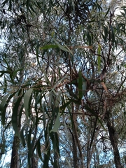 Acacia implexa, photograph (c) Carl Ramirez, some rights reserved (CC BY)