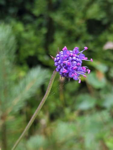 Devil's-bit Scabious
