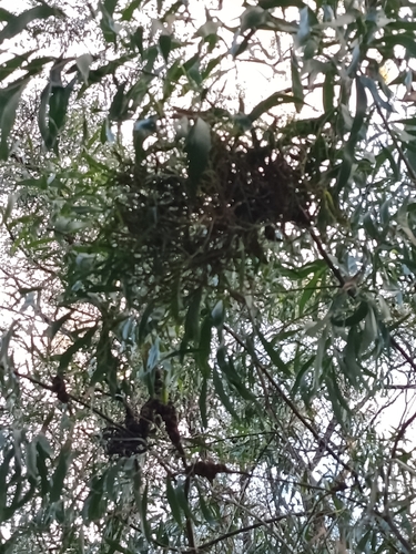 Acacia implexa, photograph 5