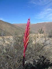 Tillandsia geissei