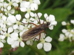 Empis opaca