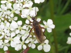Empis opaca