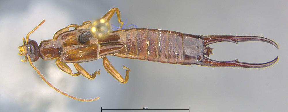 Irdex unicolor