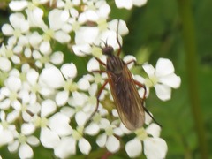 Empis opaca