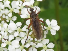 Empis opaca