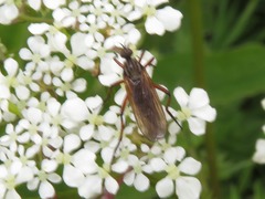 Empis opaca