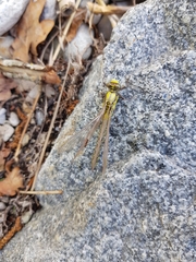 Gomphus