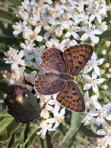 Sooty Copper