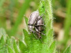 Phyllobius pyri