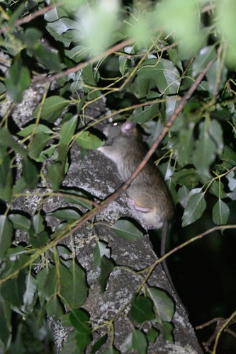 Black Rat