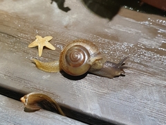 Macrochlamys kelantanensis