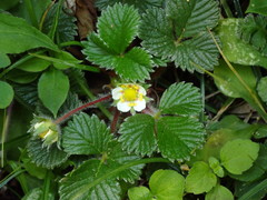 Fragaria hayatae