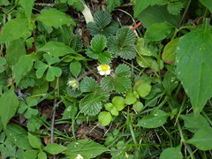 Fragaria hayatae