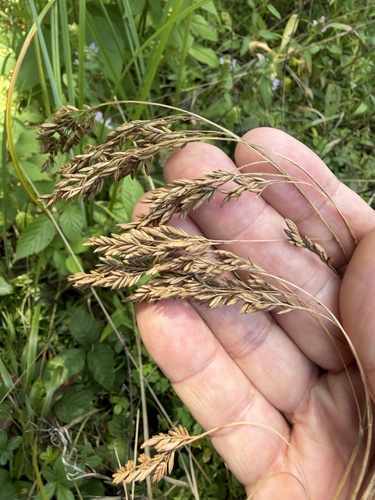 Festuca paradoxa, 2026-08-03