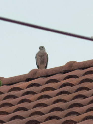 Shikra