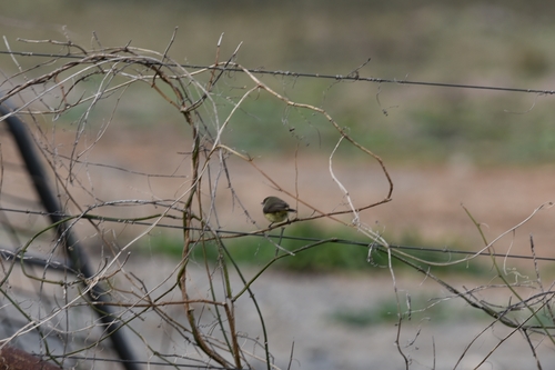 Buff-rumped Thornbill