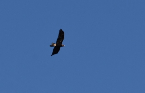 Wedge-tailed Eagle