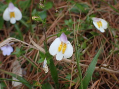 Mazus alpinus