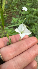Nicotiana repanda