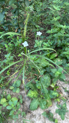 Nicotiana repanda, photograph (c) Aspen Frisch, some rights reserved (CC BY)