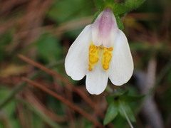 Mazus alpinus