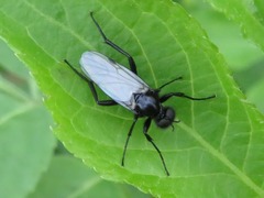 Bibio leucopterus
