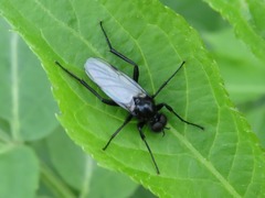 Bibio leucopterus