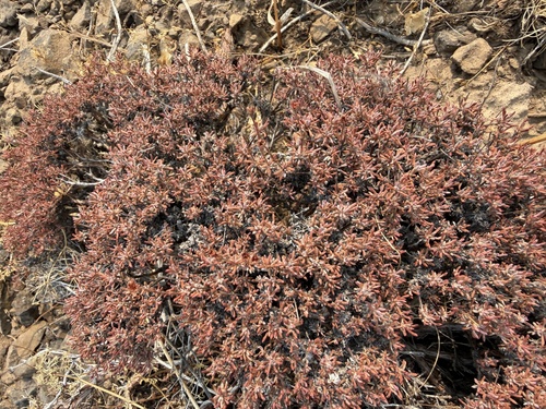 Eriogonum thymoides, photograph 3