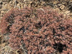 (c) James H. Thomas, some rights reserved (CC BY) Eriogonum thymoides, photograph (c) James H. Thomas, some rights reserved (CC BY)