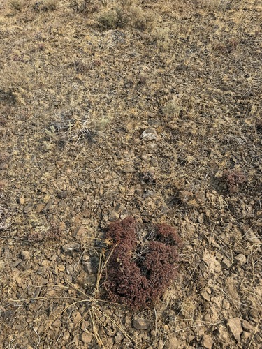 Eriogonum thymoides, photograph 4